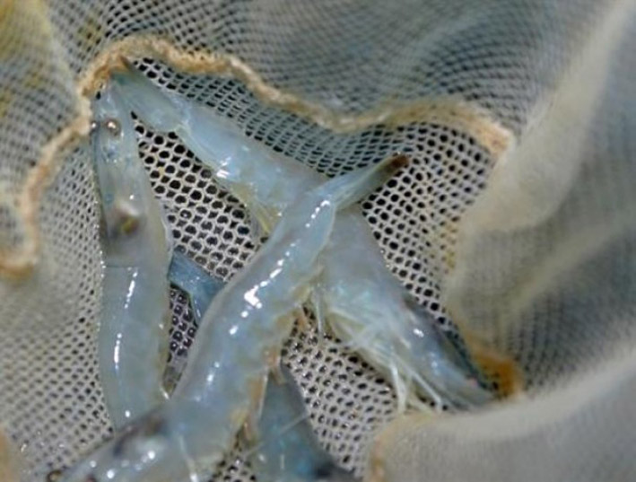 Elevage de crevette a Ouargla