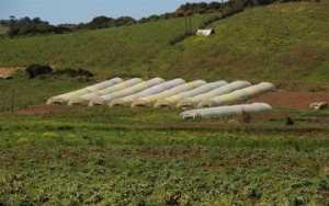 استثمارات فلاحية على مساحة 10.000 هكتار قيد الدراسة بالمدية