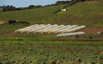 استثمارات فلاحية على مساحة 10.000 هكتار قيد الدراسة بالمدية