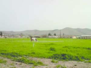 50 ألف هكتار من الأراضي الفلاحية مستغلة بطريقة فوضوية بمعسكر