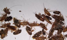 A la Casbah, on sniffe du cafard en poudre