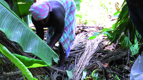 Travaux d'Hercule en Amazonie précolombienne