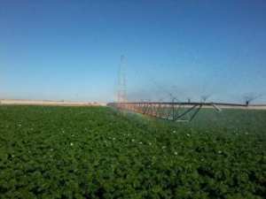 توسع المساحة الفلاحية المسقية إلى أكثر من 36.000 هكتار بالأغواط