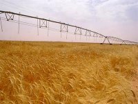 El Oued : un pôle agricole en développement constant