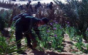 اكتشاف حقل لشجيرات القنب الهندي في المنيعة بغرداية