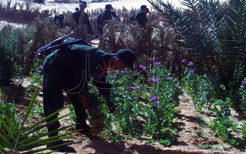 اكتشاف حقل لشجيرات القنب الهندي في المنيعة بغرداية