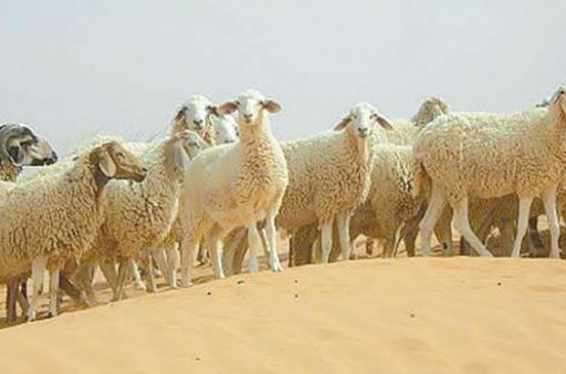 Neuf condamnations pour vol de cheptel