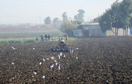 تحسن في إنتاج الخضر والفواكه بقسنطينة