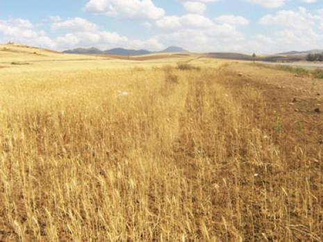 Céréaliculture : certaines exploitations ont battu des records de rendement                                    Tiaret : les autres articles