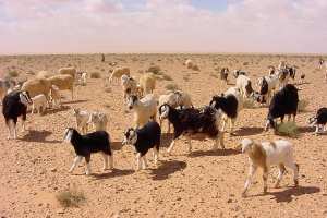 عمال شركات بترولية يبيعون القمامة وبقايا الطعام للموالين بإيليزي