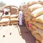 عين الدفلى تكسب رهان الأمن الغذائي                                    توقع جمع وتخزين مليوني قنطار من القمح هذا الموسم