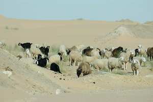 الجفاف يهدد الثروة الحيوانية في الوادي