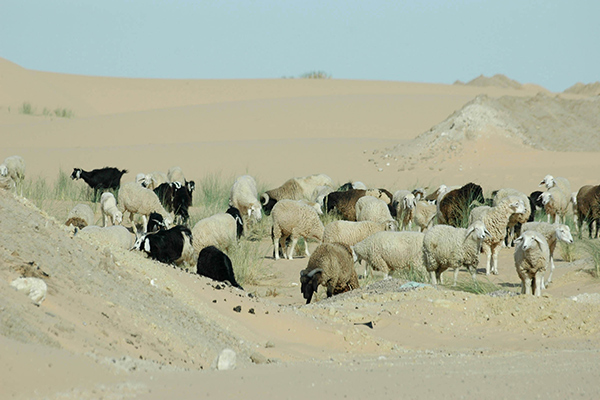 الجفاف يهدد الثروة الحيوانية في الوادي
