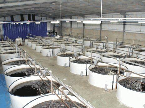 Des fermes aquacoles seront créées