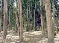 غابة قورصو تسترجع عشاقها في الأمسيات الحارة                                    هدوؤها يجذب آلاف العائلات من بومرداس والولايات المجاورة