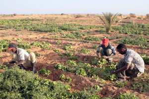 منح أرض زراعية لعدائين وحرمان الشباب من الفلاحة بورقلة