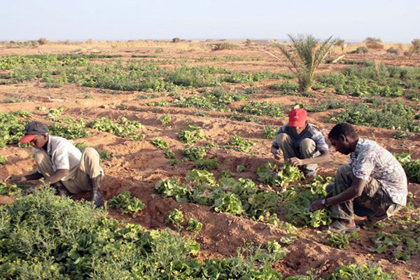 منح أرض زراعية لعدائين وحرمان الشباب من الفلاحة بورقلة