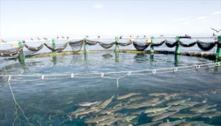 3 مشاريع جديدة في تربية المائيات وبلح البحر بوهران