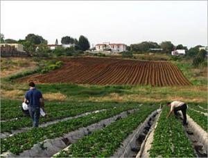 هكتارات من الخضروات تسقى بالمياه القذرة في بسكرة                                    الصحة العمومية في خطر والوزير بن عيسى مطلوب