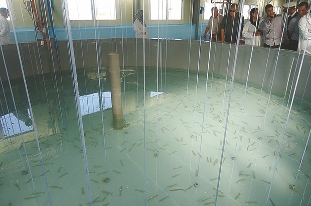 L'aquaculture pour combler le déficit de la pêche maritime