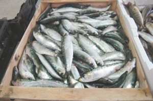 La sardine ramenée de Skikda vendue à 650 DA