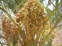 Près de 300.000 palmiers dattiers ciblés par la campagne de lutte contre le Boufaroua à Ouargla