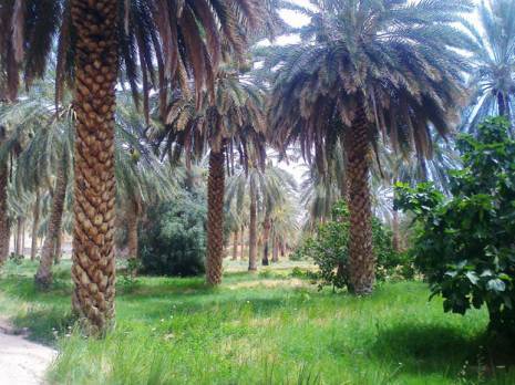 L'eau d'irrigation fait défaut à Lioua: La culture des palmiers dattiers menacée