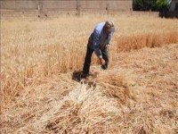 Les moissonneurs à l'ancienne ou les 