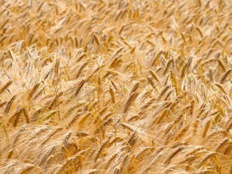 La production de céréales atteindra 1,4 million de quintaux                                    Constantine : les autres articles