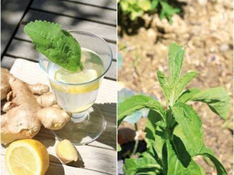 la stévia, une plante aux vertus exceptionnelles                                    Son pouvoir sucrant serait 350 fois supérieur à celui du sucre