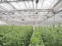 Autosuffisance alimentaire : l'Algérie mise sur les gisements de l'agriculture saharienne