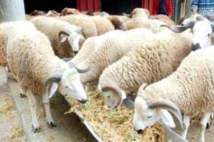 أسعار أعلاف الماشية تلتهب بتيارت