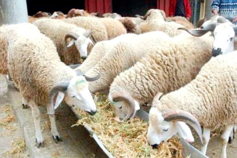 أسعار أعلاف الماشية تلتهب بتيارت