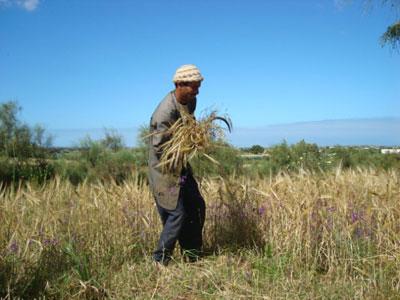 Les moissonneurs à l'ancienne ou les «chouala» Ils sont en voie de disparition à Mascara