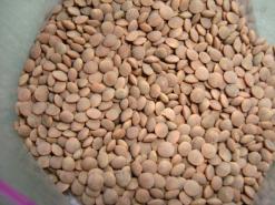 تراجع إنتاج العدس بنسبة 20 بالمائة                                    قلة سقوط الأمطار أدت إلى تقليص المساحة المزروعة بقسنطينة