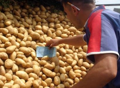 أسعار البطاطا تحافظ على مستوياتها المرتفعة في أسواق الشلف