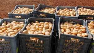 ارتفاع أسعار البطاطس  يؤرق  المواطن الشلفي