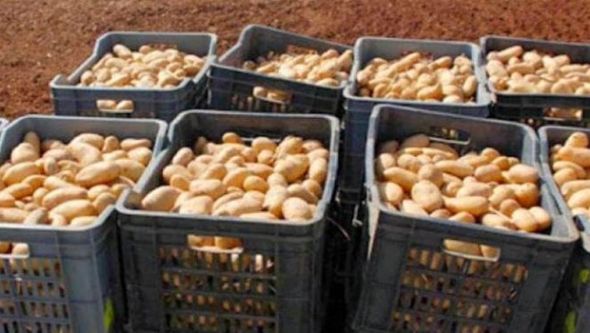 ارتفاع أسعار البطاطس 