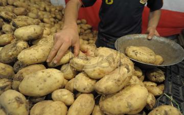 ارتفاع أسعار البطاطا 