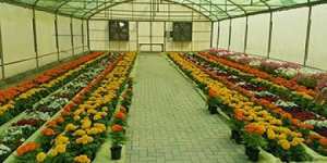 في طبعته الأولى 15 مشاركا في معرض الزهور بولاية الطارف