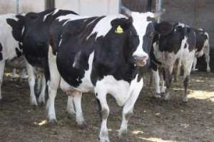 اكتشاف بؤرة للحمى المالطية بغليزان