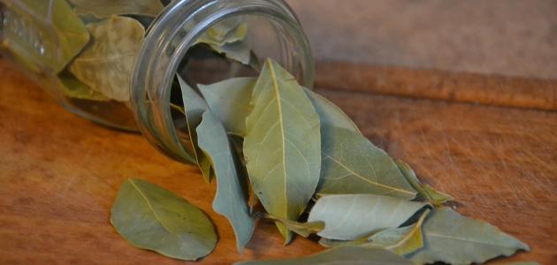 فوائد ورق الغار للتنحيف (الرند)