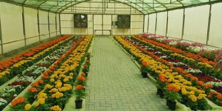 في طبعته الأولى 15 مشاركا في معرض الزهور بولاية الطارف