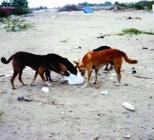 الكلاب تزاحم المصطافين بشواطئ عين تموشنت                                    تسببت في عشرات الإصابات منذ بداية الموسم