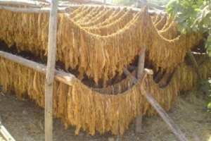 حجز 30.5 قنطارا من التبغ الموجّه للورشات السرية بالوادي