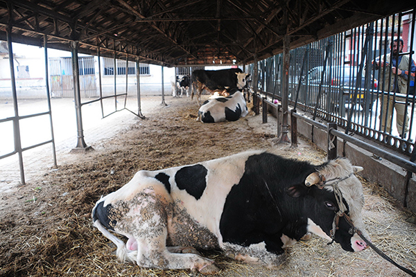 تسجيل 12 حالة إصابة بمرض الحمى القلاعية بغليزان
