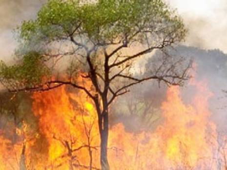 70 hectares de maquis ravagés par les flammes                                    Bilan des incendies depuis le début de l'été