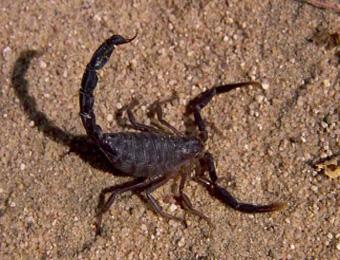 حياة سكان باتنة في خطر بسبب لسعات العقارب                                    بعد مصرع ثالث ضحية