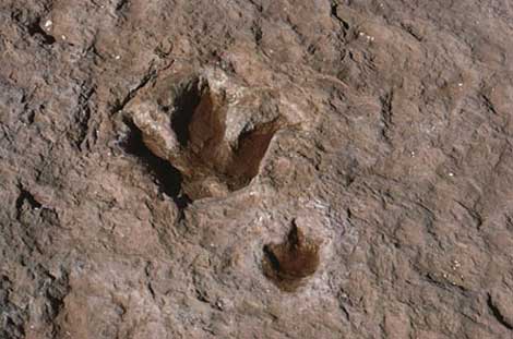 اكتشاف ‬آثار ‬أقدام ‬ديناصورات ‬تعود ‬إلى ‬150 ‬مليون ‬سنة ‬في‮ ‬البيض ‬‮ ‬