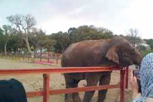 حديقة الحيوانات بجيجل تبرمج نشاطات متنوعة